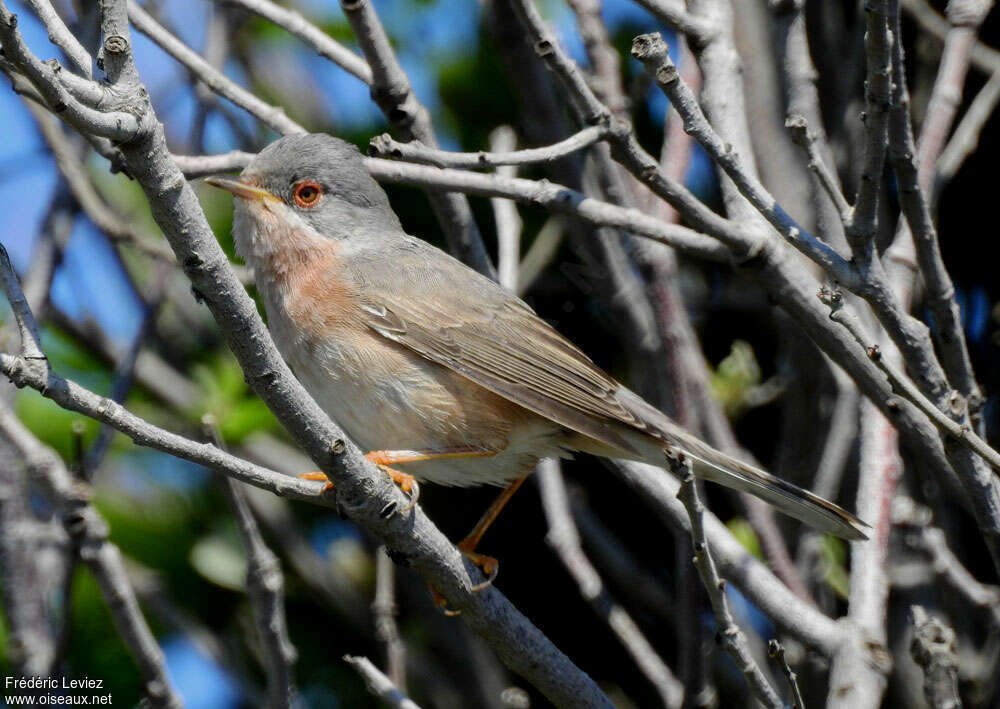 Fauvette de Moltoni mâle adulte, identification