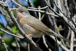 Moltoni's Warbler