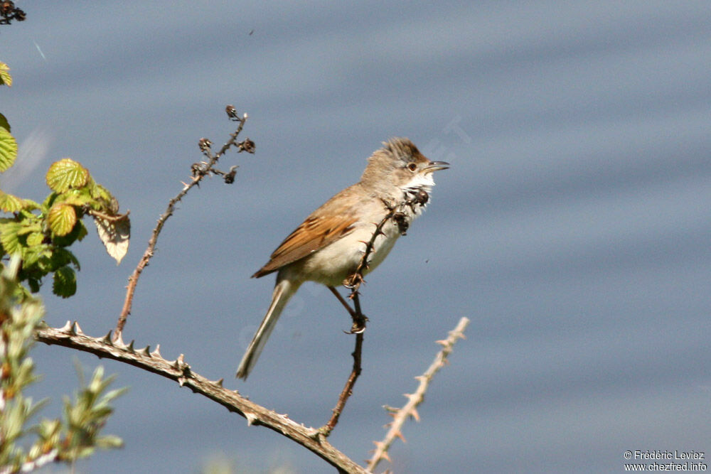 Fauvette grisette mâle adulte nuptial, identification, chant