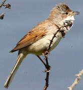 Common Whitethroat