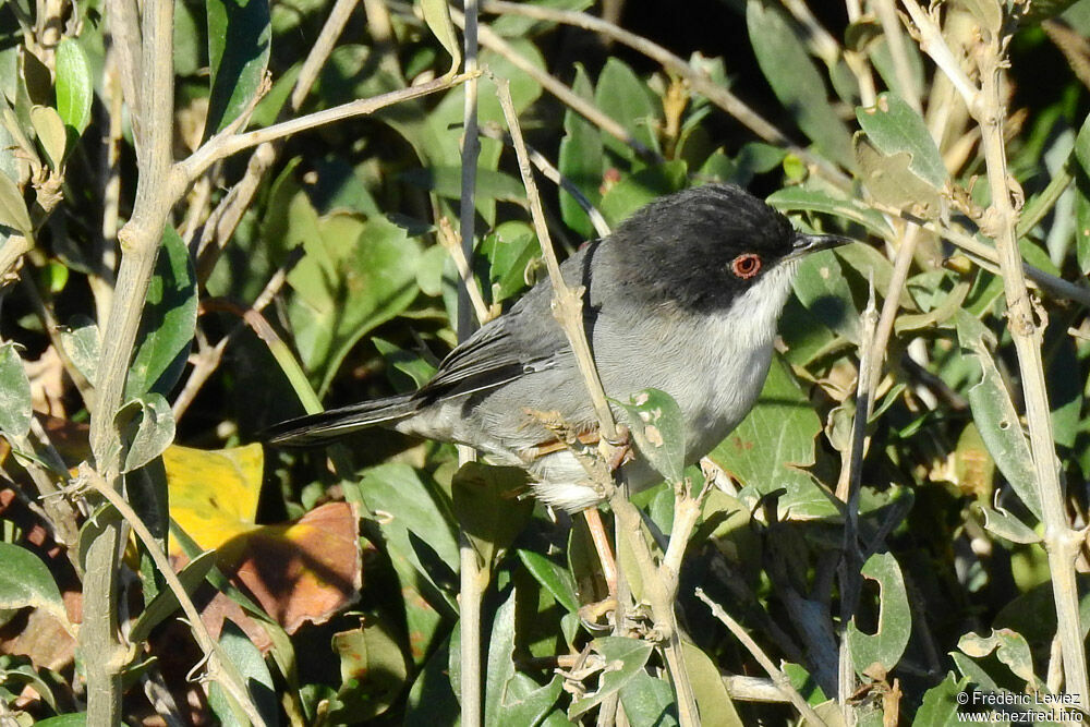 Sardinian Warbler male adult, identification, close-up portrait