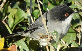 Sardinian Warbler