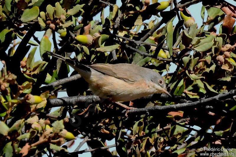 Fauvette passerinette, identification