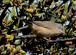 Subalpine Warbler