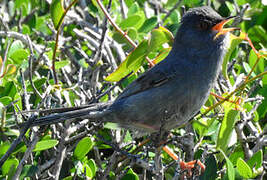 Marmora's Warbler