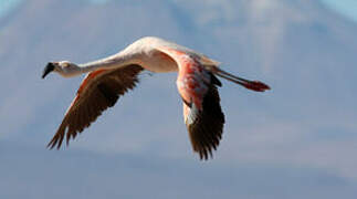 Chilean Flamingo