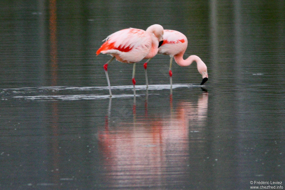 Flamant du Chiliadulte