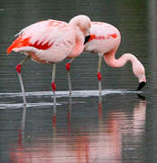 Chilean Flamingo