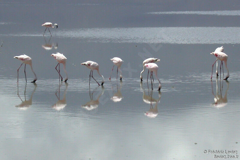 Lesser Flamingo