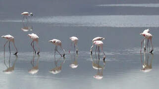 Lesser Flamingo