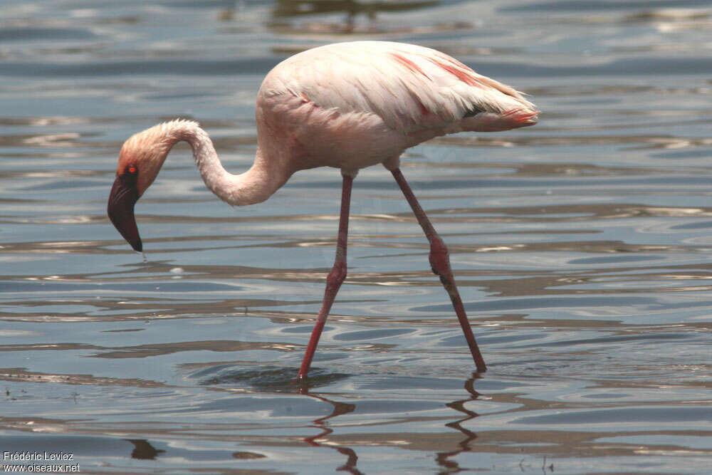 Lesser Flamingoadult, identification