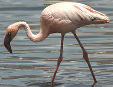 Lesser Flamingo