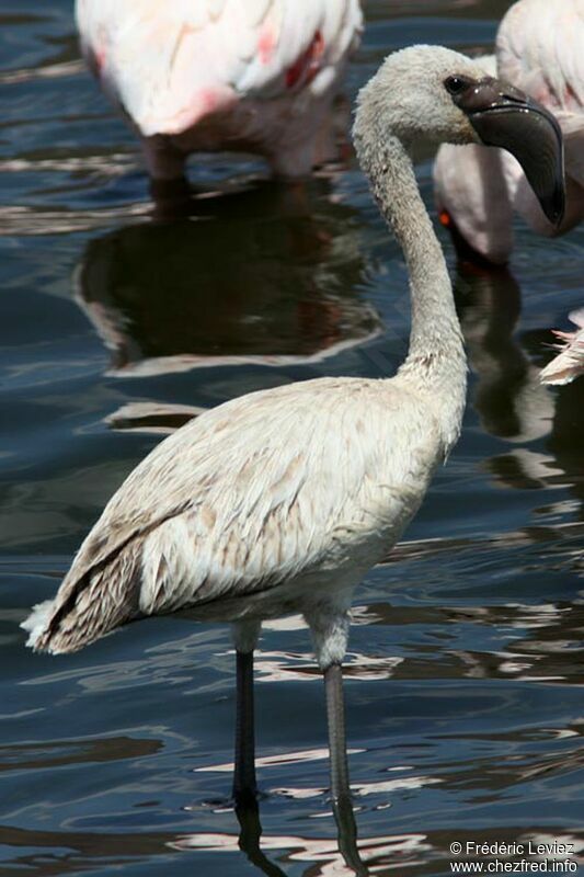 Lesser Flamingojuvenile