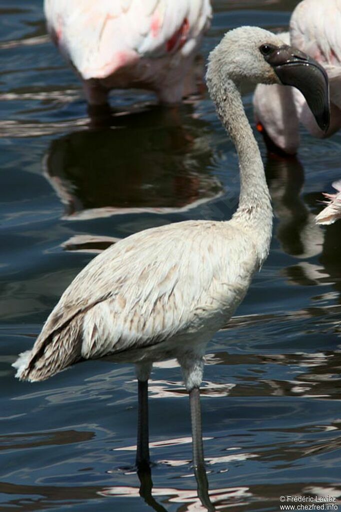 Lesser Flamingojuvenile