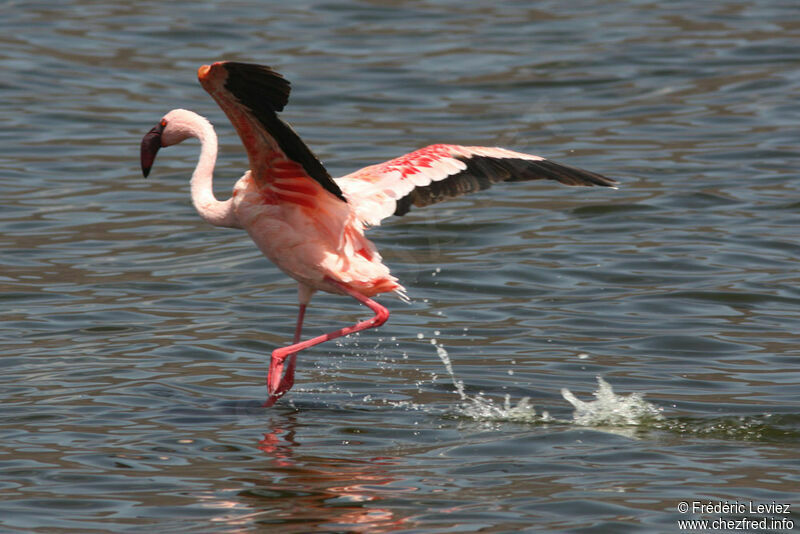 Lesser Flamingoadult, Flight