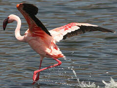 Lesser Flamingo