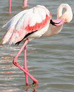 Flamant rose