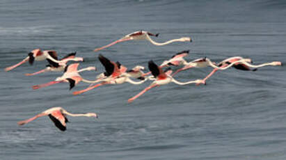 Flamant rose