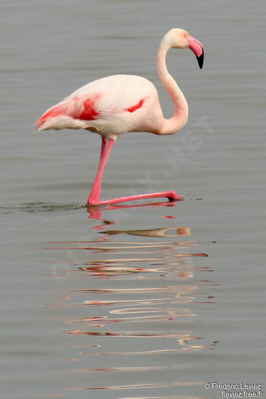 Greater Flamingoadult