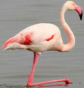 Flamant rose