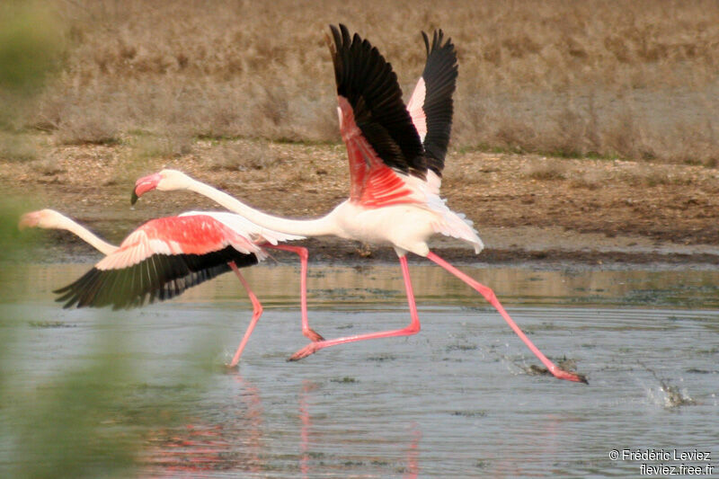 Greater Flamingoadult