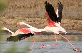 Greater Flamingo