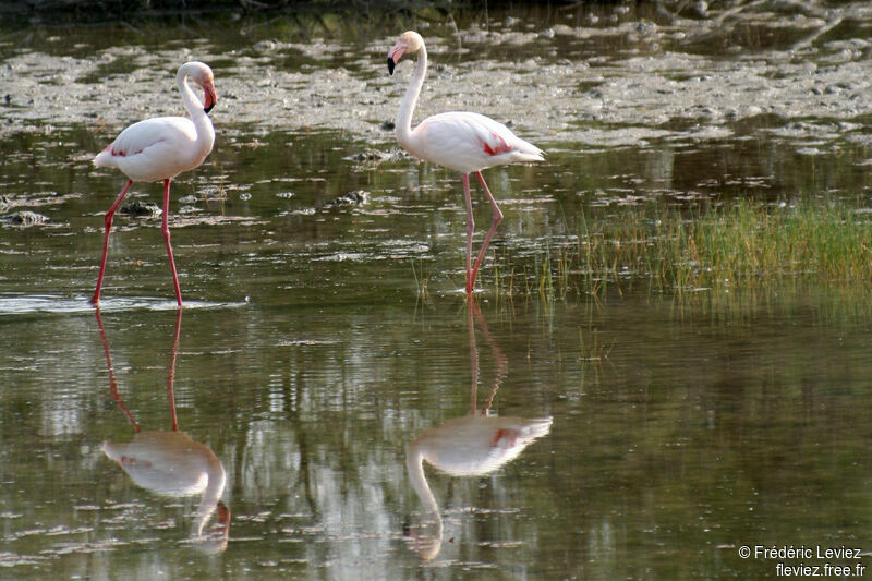 Greater Flamingoadult