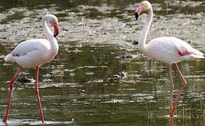 Flamant rose