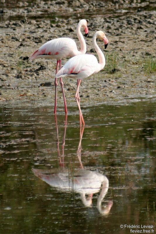 Flamant roseadulte