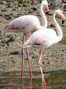 Greater Flamingo