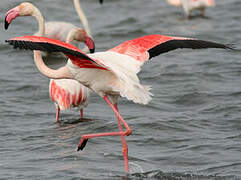 Greater Flamingo