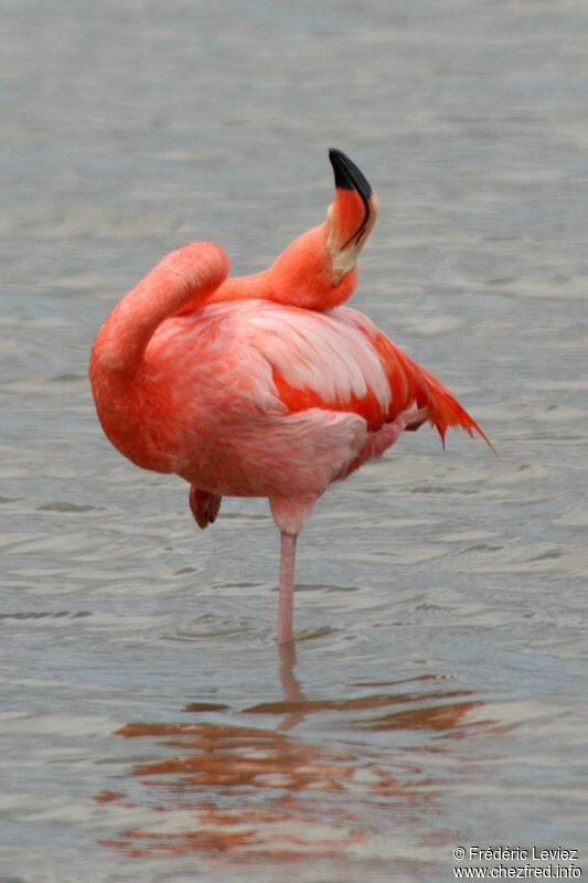 Greater Flamingoadult