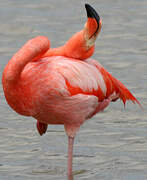 Flamant rose