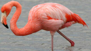 Flamant rose