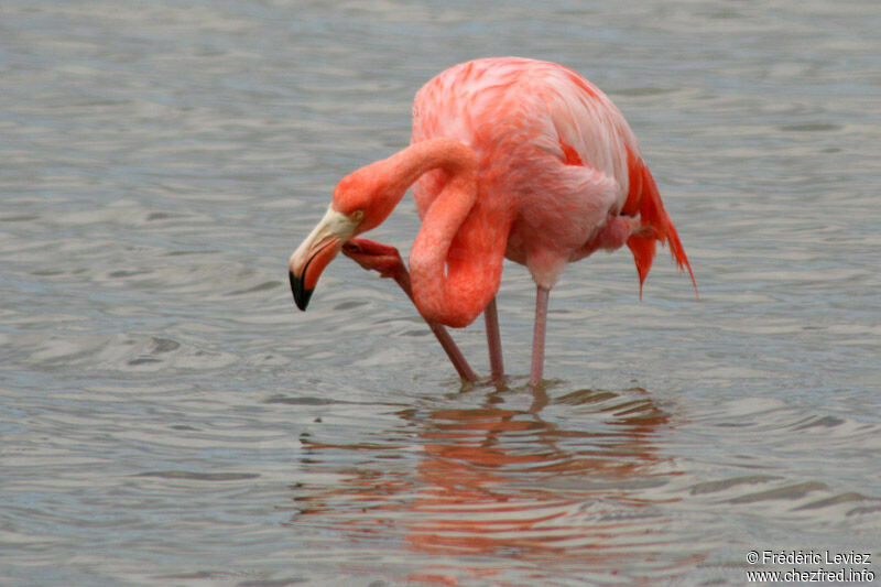 Flamant roseadulte