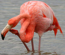 Flamant rose