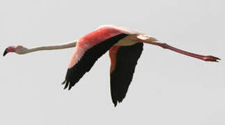 Flamant rose