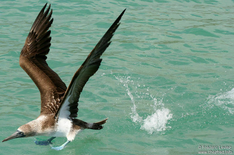 Blue-footed Boobyadult