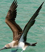 Blue-footed Booby