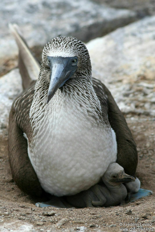 Fou à pieds bleusadulte