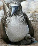 Blue-footed Booby