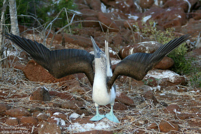 Fou à pieds bleusadulte, parade