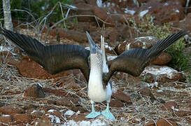 Blue-footed Booby