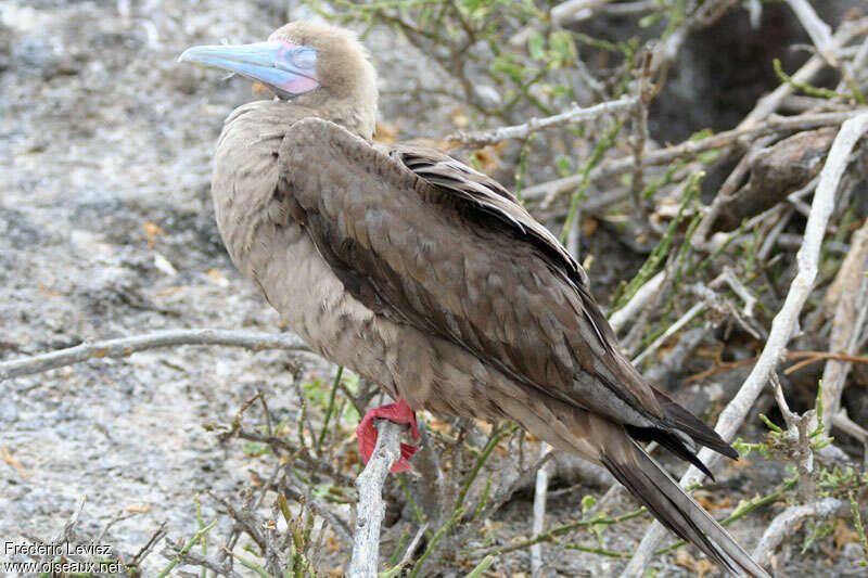 Fou à pieds rougesadulte, identification