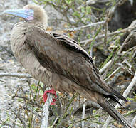 Red-footed Booby