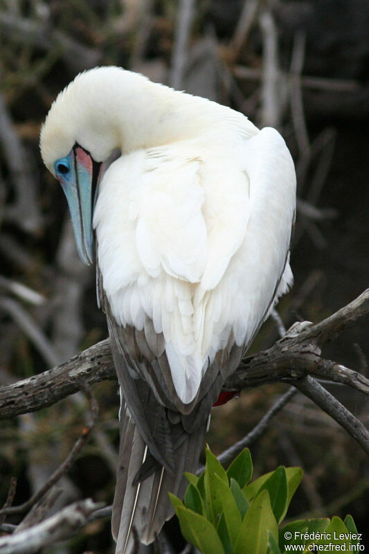 Red-footed Boobyadult