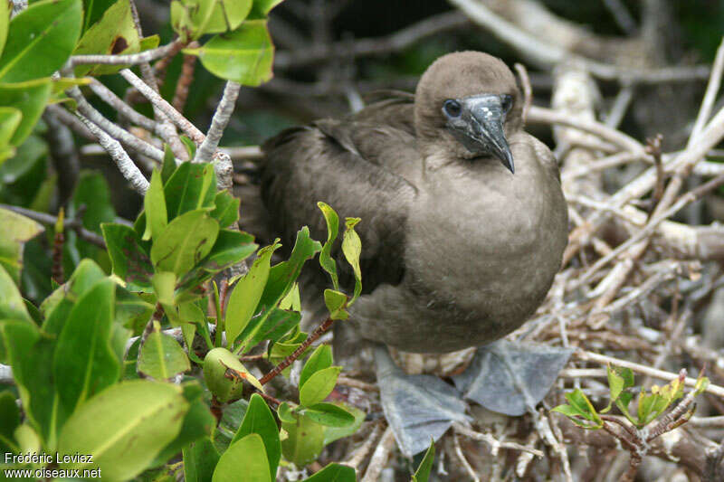 Fou à pieds rougesjuvénile, identification