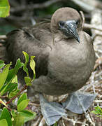 Red-footed Booby