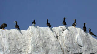 Brown Booby