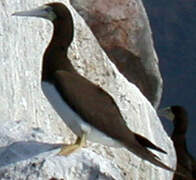 Brown Booby